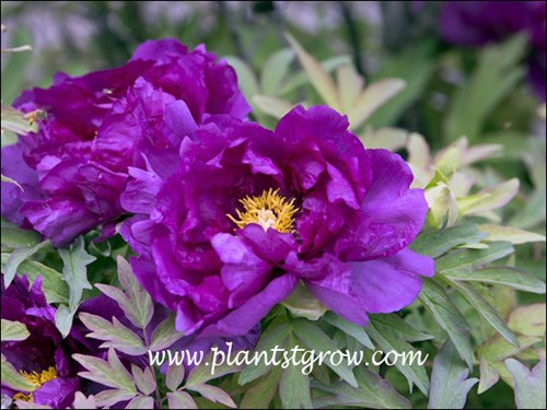Tree Peony Hana Daigin